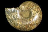 Honey-Orange Ammonite (Argonauticeras) - Befandriana, Madagascar #168517-6